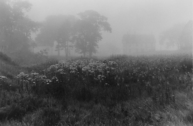 Tice_Evening_fog_l.jpg